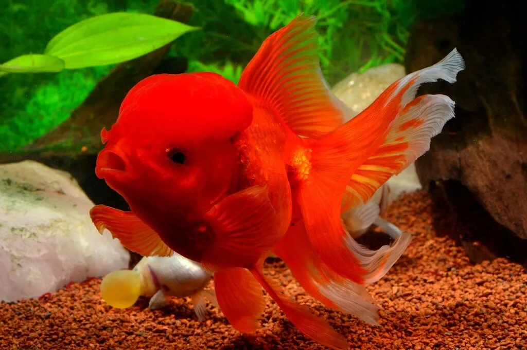 fish, goldfish, marine